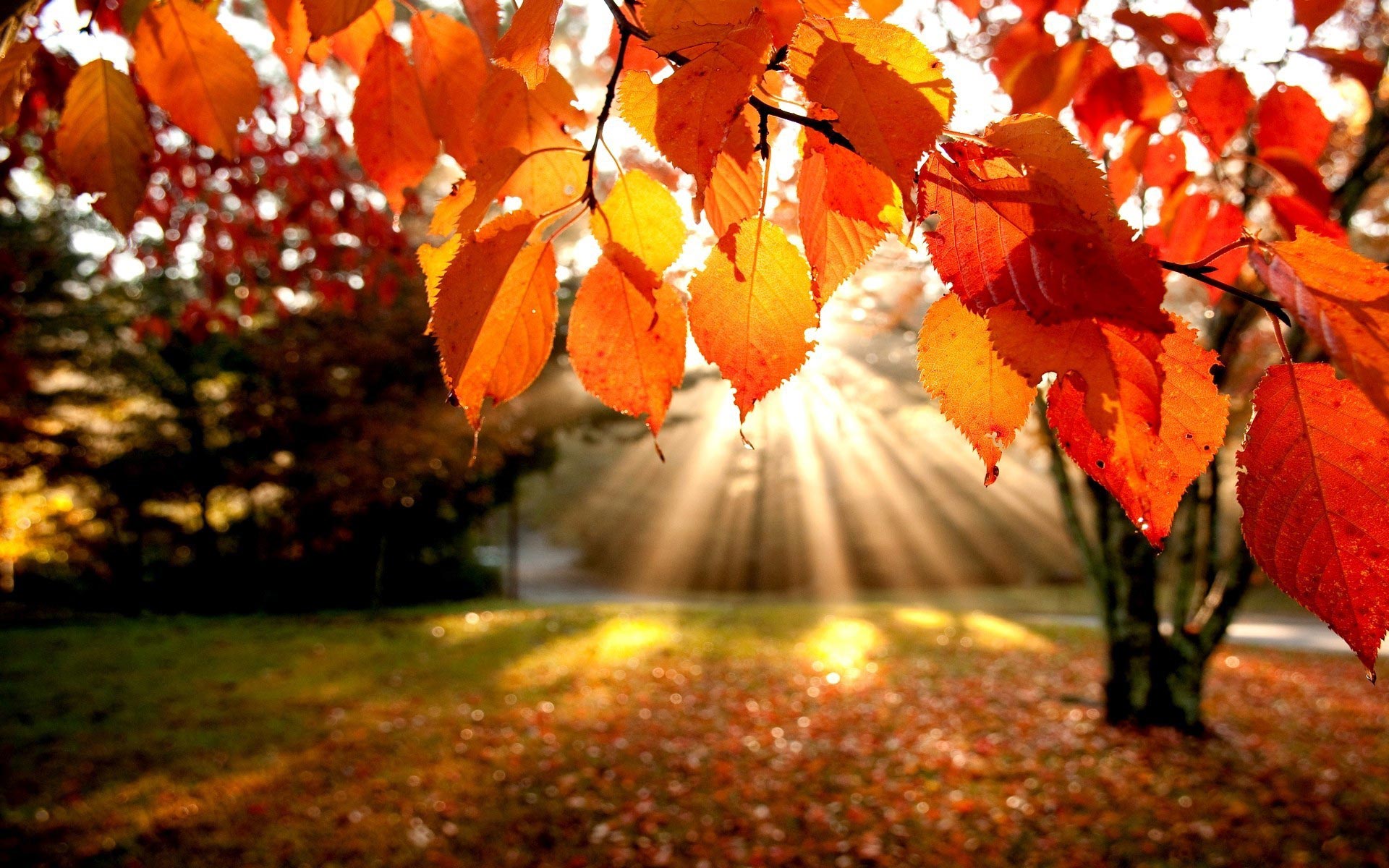 1920 x 1080 HD Wallpapers 3067